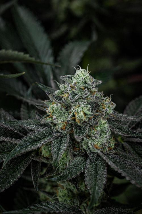 Candy House UKHTA Genetics. Week 15 - Day 104