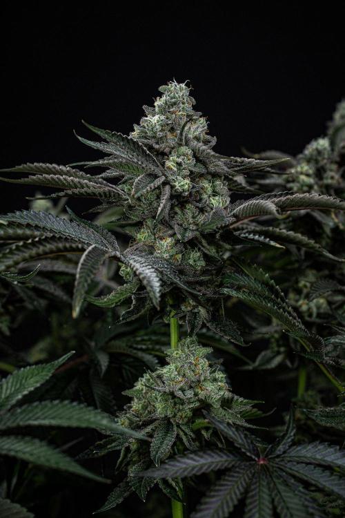 Candy House UKHTA Genetics. Week 15 - Day 104