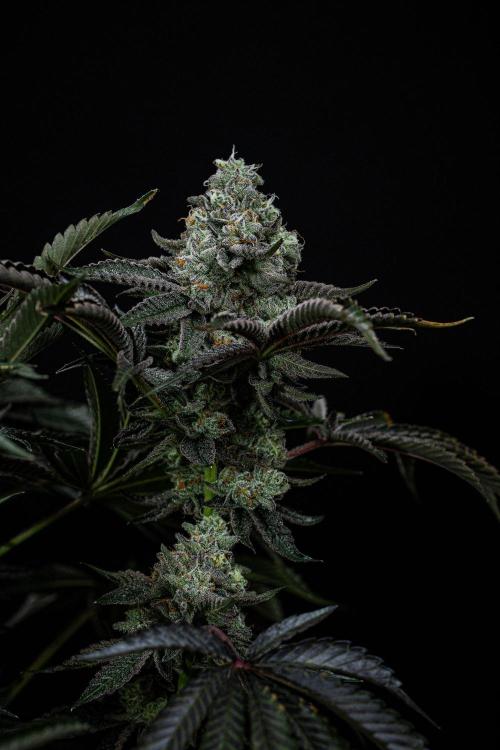 Candy House UKHTA Genetics. Week 15 - Day 104