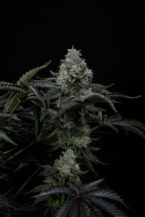 Candy House UKHTA Genetics. Week 15 - Day 104