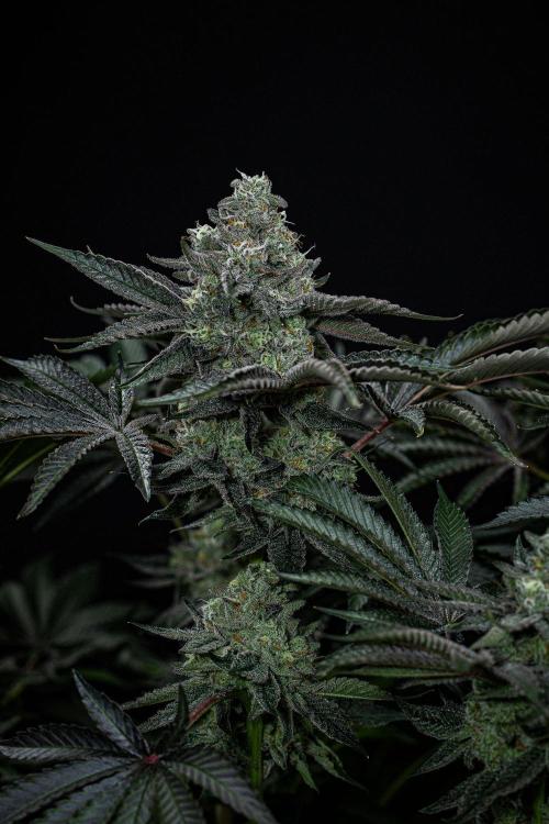 Candy House UKHTA Genetics. Week 15 - Day 104