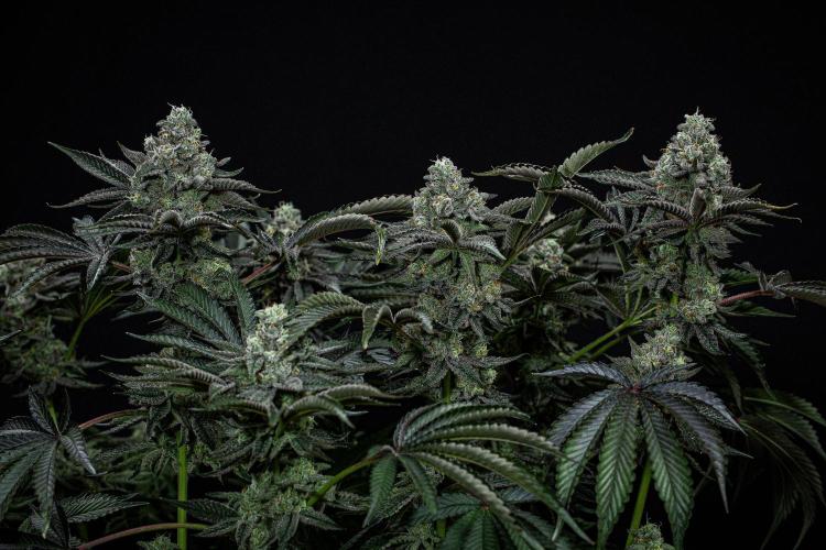 Candy House UKHTA Genetics. Week 15 - Day 104