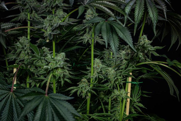 Candy House UKHTA Genetics. Week 15 - Day 104