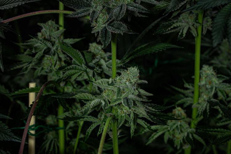 Candy House UKHTA Genetics. Week 15 - Day 104