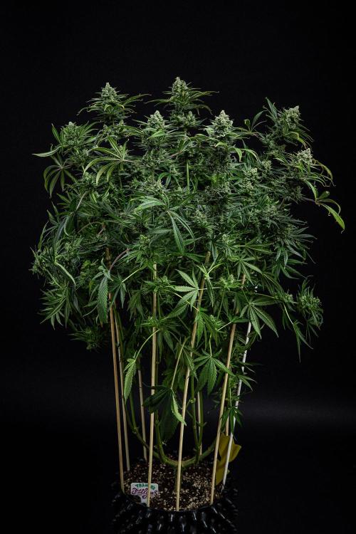 Franco's Fullgas! Green House Seed Co.. Week 15 - Day 104