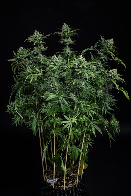 Franco's Fullgas! Green House Seed Co.. Week 15 - Day 104