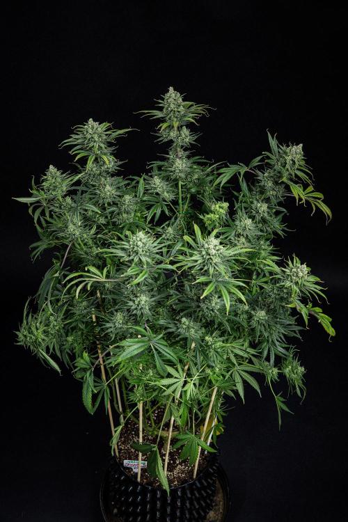 Franco's Fullgas! Green House Seed Co.. Week 15 - Day 104