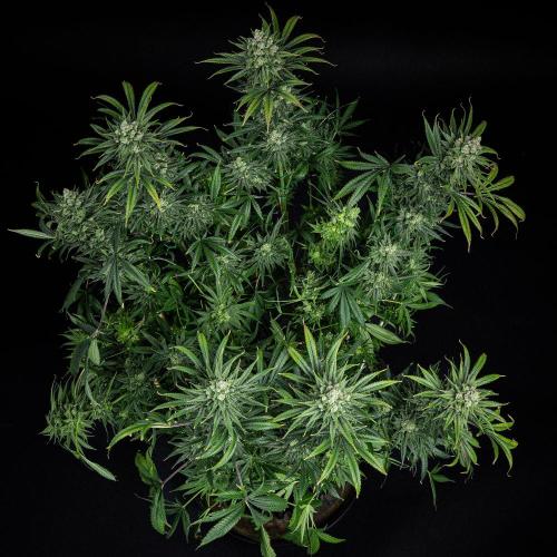 Franco's Fullgas! Green House Seed Co.. Week 15 - Day 104