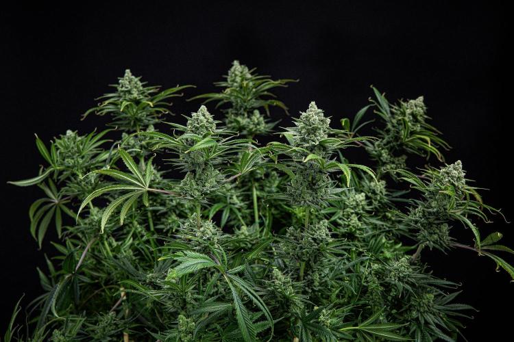 Franco's Fullgas! Green House Seed Co.. Week 15 - Day 104