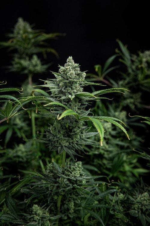 Franco's Fullgas! Green House Seed Co.. Week 15 - Day 104