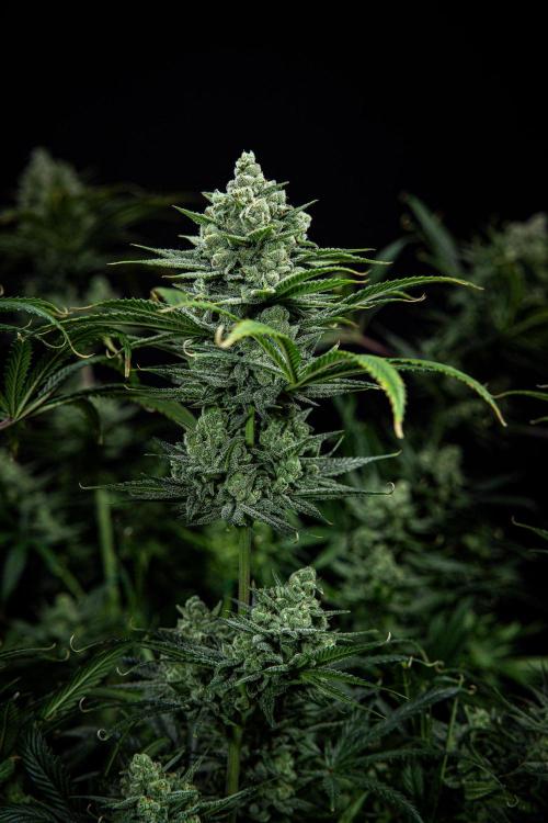 Franco's Fullgas! Green House Seed Co.. Week 15 - Day 104
