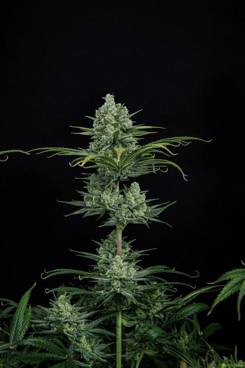 Franco's Fullgas! Green House Seed Co.. Week 15 - Day 104