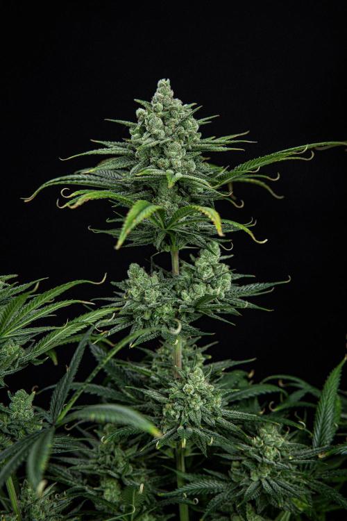 Franco's Fullgas! Green House Seed Co.. Week 15 - Day 104