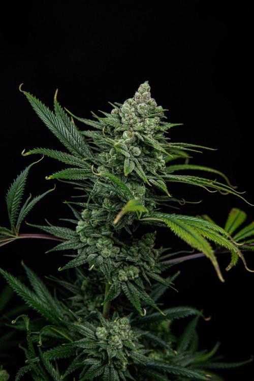 Franco's Fullgas! Green House Seed Co.. Week 15 - Day 104