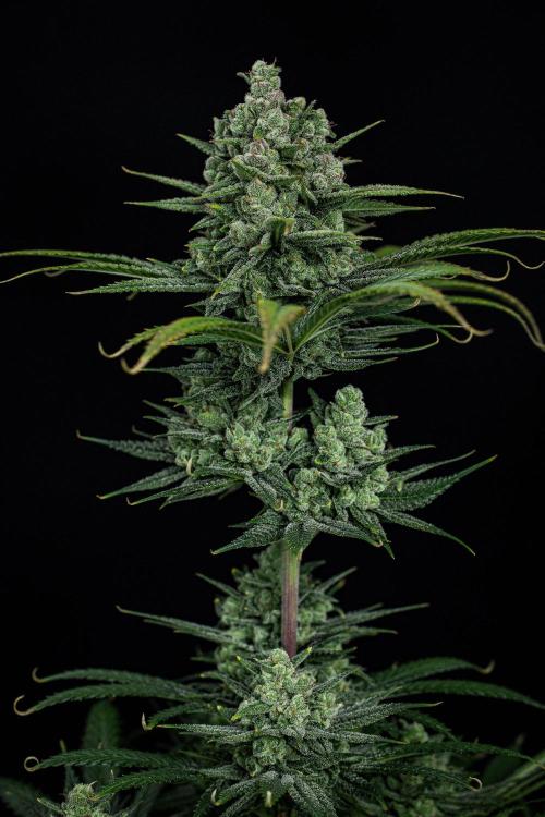 Franco's Fullgas! Green House Seed Co.. Week 15 - Day 104