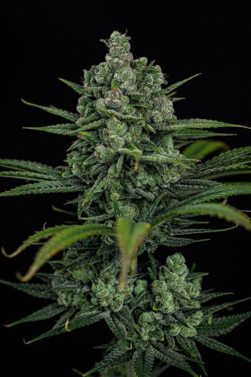 Franco's Fullgas! Green House Seed Co.. Week 15 - Day 104
