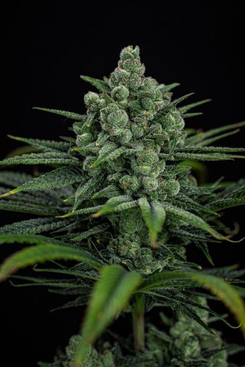 Franco's Fullgas! Green House Seed Co.. Week 15 - Day 104
