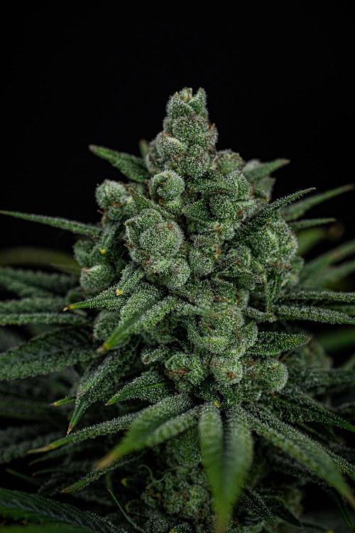 Franco's Fullgas! Green House Seed Co.. Week 15 - Day 104
