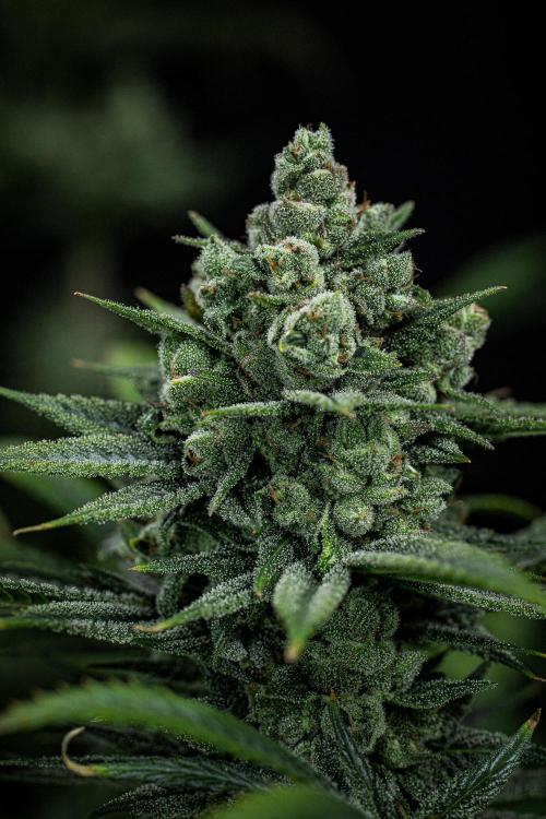 Franco's Fullgas! Green House Seed Co.. Week 15 - Day 104