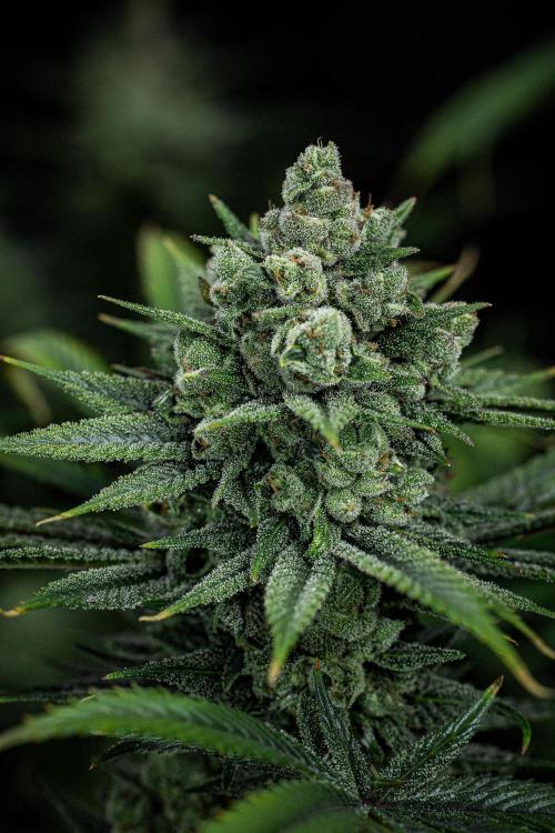 Franco's Fullgas! Green House Seed Co.. Week 15 - Day 104