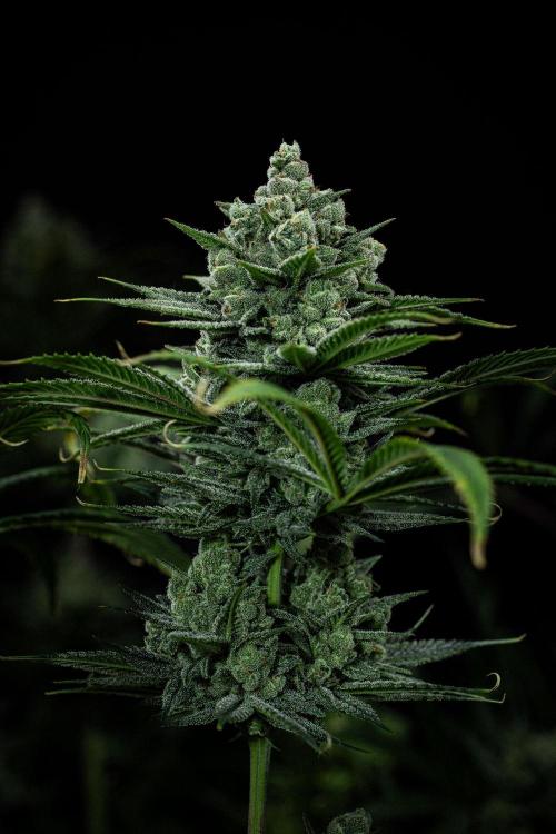 Franco's Fullgas! Green House Seed Co.. Week 15 - Day 104