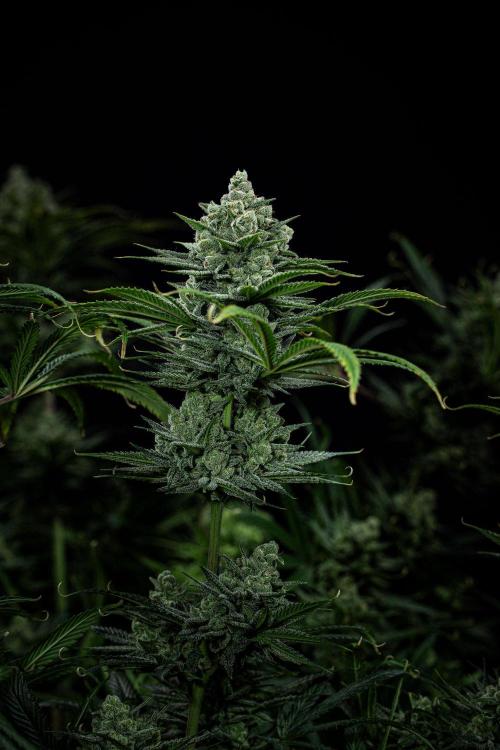 Franco's Fullgas! Green House Seed Co.. Week 15 - Day 104