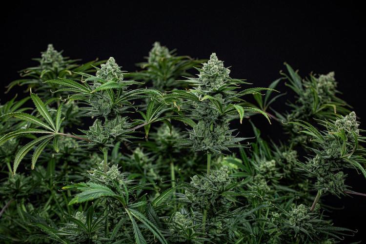 Franco's Fullgas! Green House Seed Co.. Week 15 - Day 104