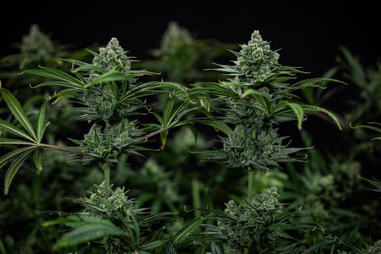 Franco's Fullgas! Green House Seed Co.. Week 15 - Day 104