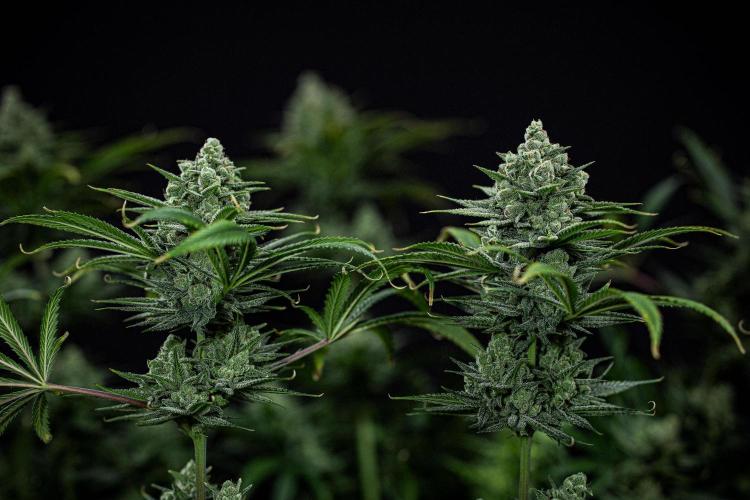 Franco's Fullgas! Green House Seed Co.. Week 15 - Day 104