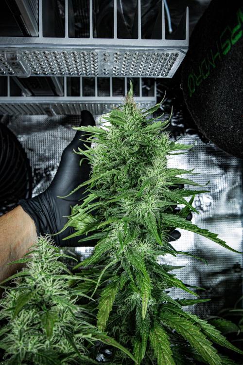 Sticky Broccoli Zamnesia EternityGrowCup. Week 15 - #1 Day 104