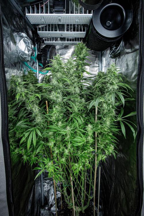 Sticky Broccoli Zamnesia EternityGrowCup. Week 15 - #1 Day 104