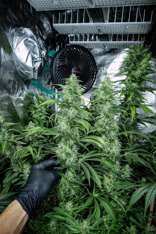 Sticky Broccoli Zamnesia EternityGrowCup. Week 15 - #1 Day 104