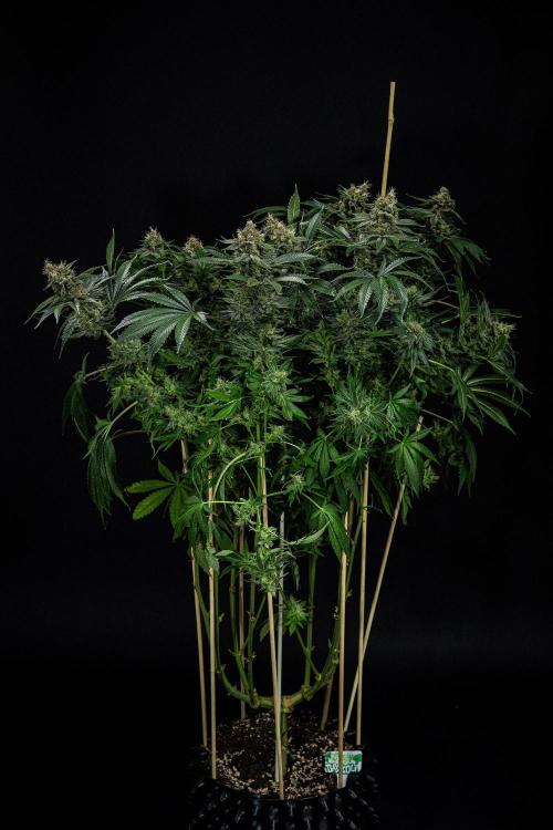 Sticky Broccoli Zamnesia EternityGrowCup. Week 15 - #2 Day 104