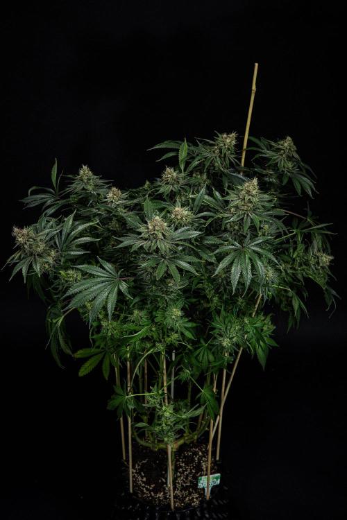 Sticky Broccoli Zamnesia EternityGrowCup. Week 15 - #2 Day 104