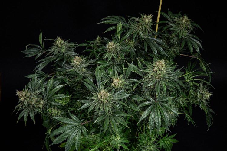Sticky Broccoli Zamnesia EternityGrowCup. Week 15 - #2 Day 104