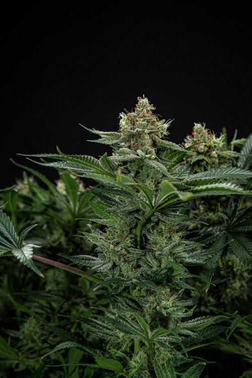 Sticky Broccoli Zamnesia EternityGrowCup. Week 15 - #2 Day 104