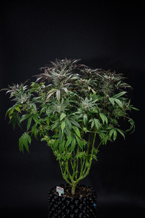 Nori Cake Green House Seed Co.. Week 16 - Day 112