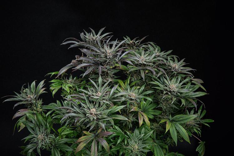 Nori Cake Green House Seed Co.. Week 16 - Day 112