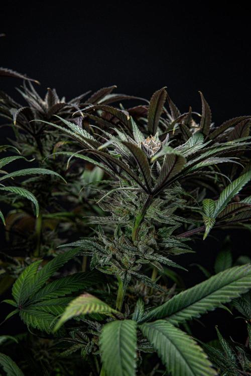 Nori Cake Green House Seed Co.. Week 16 - Day 112