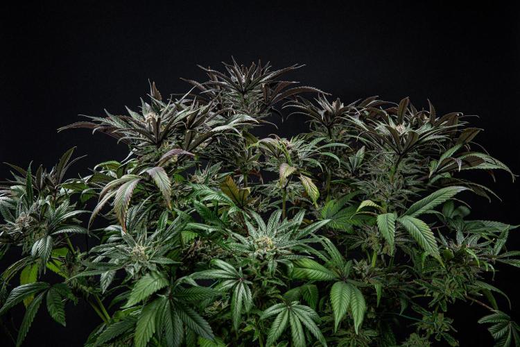 Nori Cake Green House Seed Co.. Week 16 - Day 112