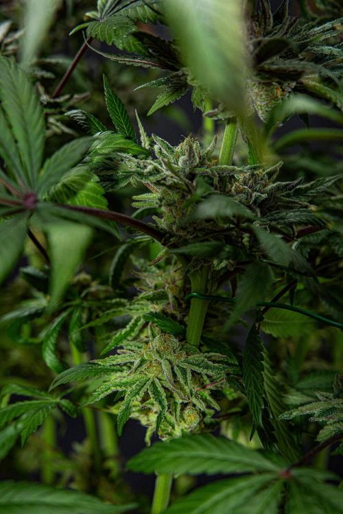 Nori Cake Green House Seed Co.. Week 16 - Day 112