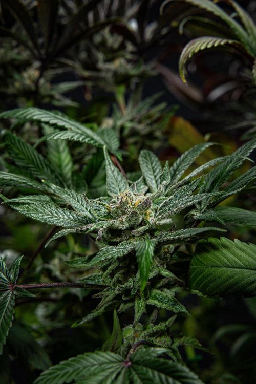 Nori Cake Green House Seed Co.. Week 16 - Day 112