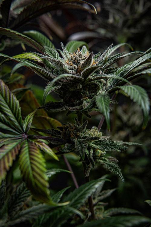Nori Cake Green House Seed Co.. Week 16 - Day 112