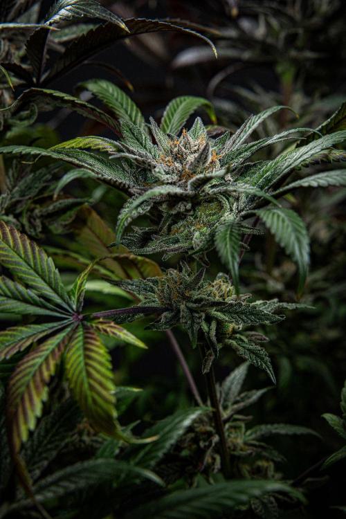 Nori Cake Green House Seed Co.. Week 16 - Day 112