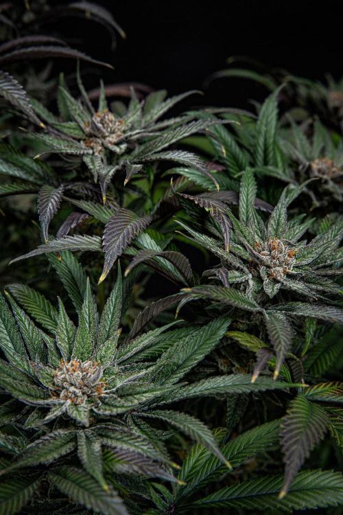 Nori Cake Green House Seed Co.. Week 16 - Day 112