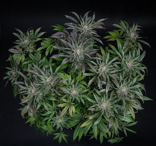 Nori Cake Green House Seed Co.. Week 16 - Day 112