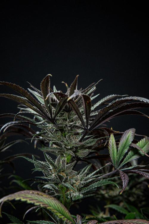 Nori Cake Green House Seed Co.. Week 16 - Day 112