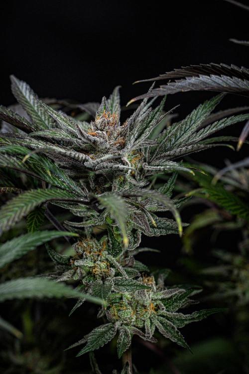 Nori Cake Green House Seed Co.. Week 16 - Day 112
