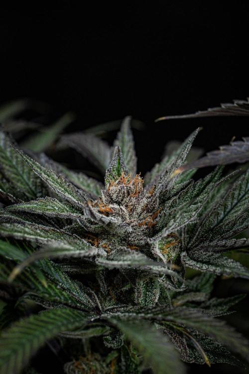 Nori Cake Green House Seed Co.. Week 16 - Day 112