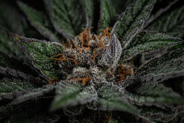 Nori Cake Green House Seed Co.. Week 16 - Day 112